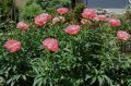 Piwonia chińska Peonia Pink Hawaiian różowa