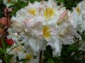 Azalia wielkokwiatowa 'Schneegold'