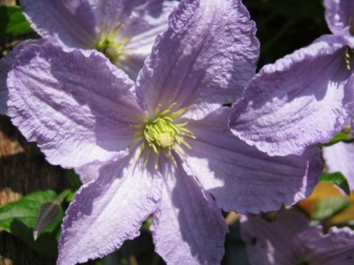 Clematis 'BŁĘKITNY ANIOŁ'