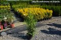 Thuja BRABANT