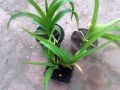 Liliowiec Ogrodowy MINI PEARL