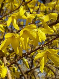 Hängende Forsythie