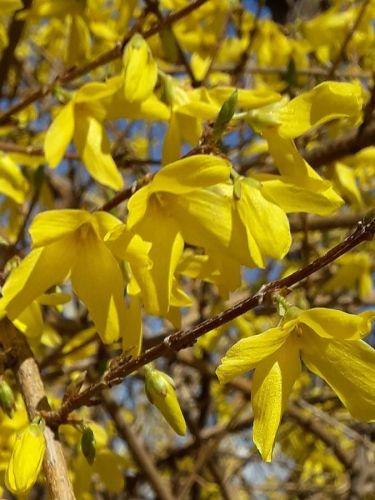 Hängende Forsythie