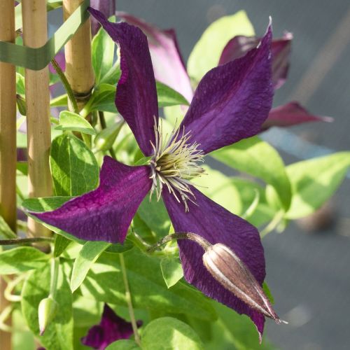 Clematis MIKELITE