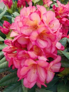 Rhododendron BALALAIKA