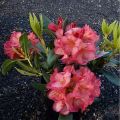 Rododendron 'Balalaika'