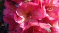 Rododendron 'Balalaika'