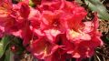 Rododendron 'Balalaika'