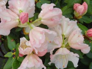 Rhododendron GARTENDIREKTOR RIEGER