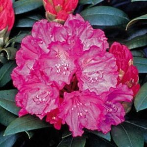 Rhododendron HELLIKI