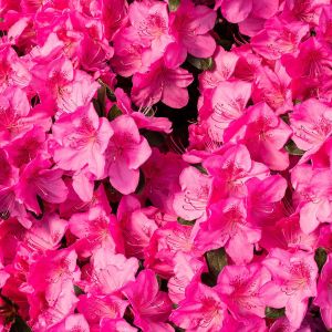 Zwerg-Rhododendron Rosa