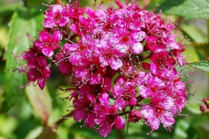 Spiraea COUNTRY RED