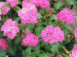 Japanische Spiraea CRISPA