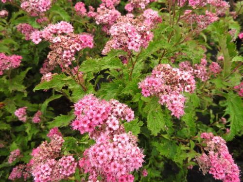 Japanische Spiraea SONIA