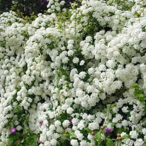 Spiraea VAN HOUTTE'A