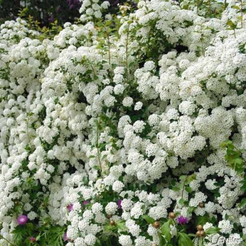 Spiraea VAN HOUTTE'A