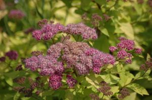 Japanische Spiraea FIRELIGHT