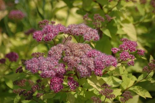 Japanische Spiraea FIRELIGHT