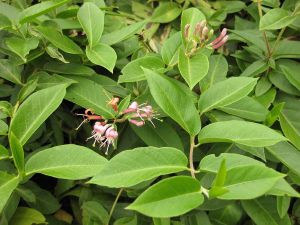 Geißblatt ACUTIFOLIUM