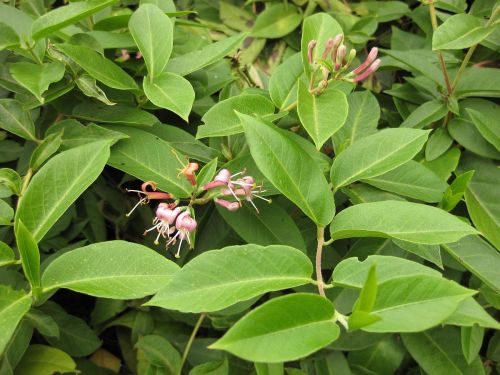 Geißblatt ACUTIFOLIUM