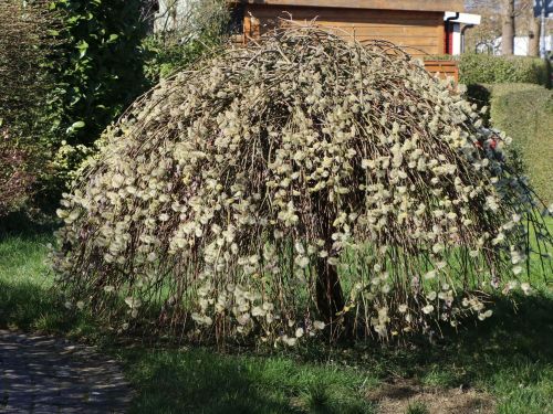 Salix caprea KILMARNOCK