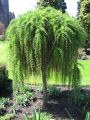 Modrzew PENDULA-szczepiony