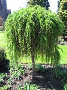 Säulenzapfen Lärche PENDULA – veredelt
