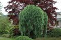 Modrzew PENDULA-szczepiony