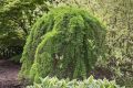 Modrzew PENDULA-szczepiony
