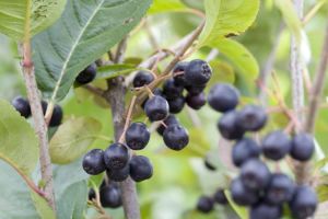 Schwarze-Aronia NERO
