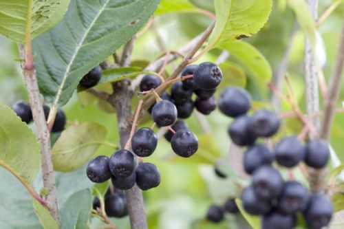Schwarze-Aronia NERO