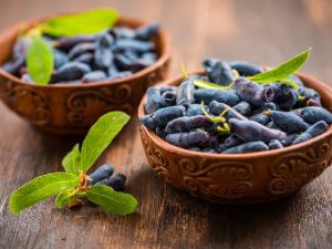 Kamtschatka-Blaubeere  NIMFA