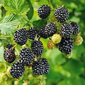 Brombeere GAZDA