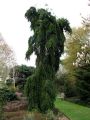 Jodła Kaukaska PENDULA