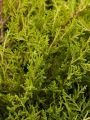 Jałowiec Chiński 'Plumosa Aurea'