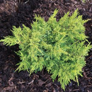 Chinesischen Wacholder PLUMOSA AUREA