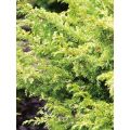 Jałowiec Chiński 'Plumosa Aurea'