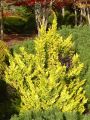 Jałowiec Chiński 'Plumosa Aurea'