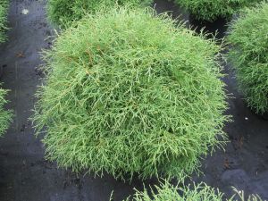 WESTLICHEN THUJA MR BOWLING BALL