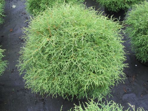 WESTLICHEN THUJA MR BOWLING BALL