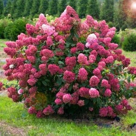 Rispenhortensie MEGA MINDY