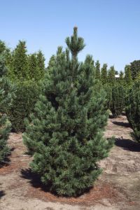 Zirbelkiefer LIMBA