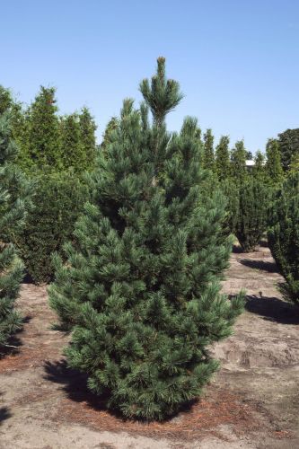 Zirbelkiefer LIMBA
