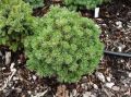 Sosna górska 'Sherwood Compact' na pniu