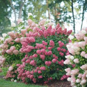 Rispenhortensie MAGICAL FLAME