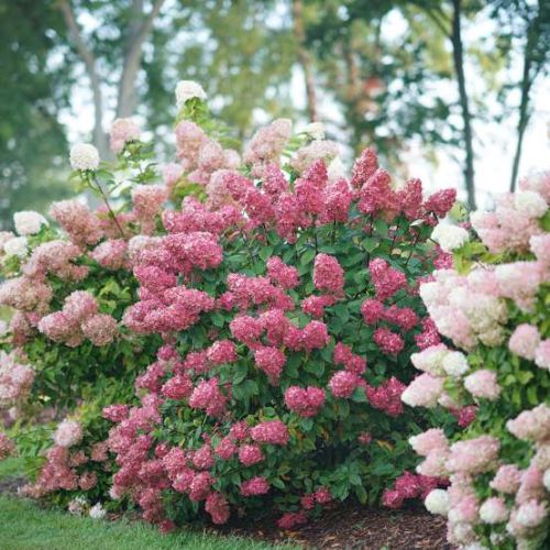 Rispenhortensie MAGICAL FLAME