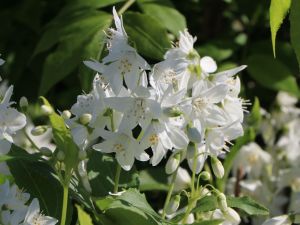 Zierjohannisbeere GRACILIS