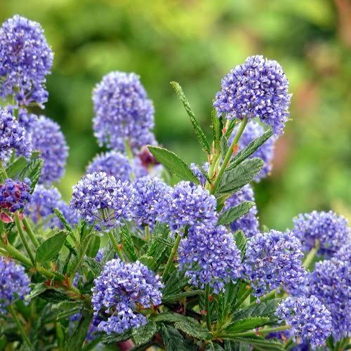 Schnurbaum BLUE DIAMOND