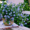 Prusznik BLUE DIAMOND