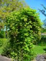 Akebia Quinata - pięciolistkowa